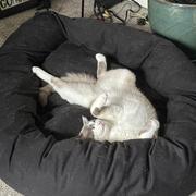 dog lying on back in dog bed