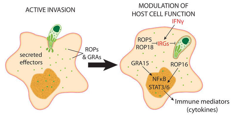 secreted_effectors_crop.jpg