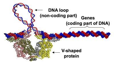 protein_mediated