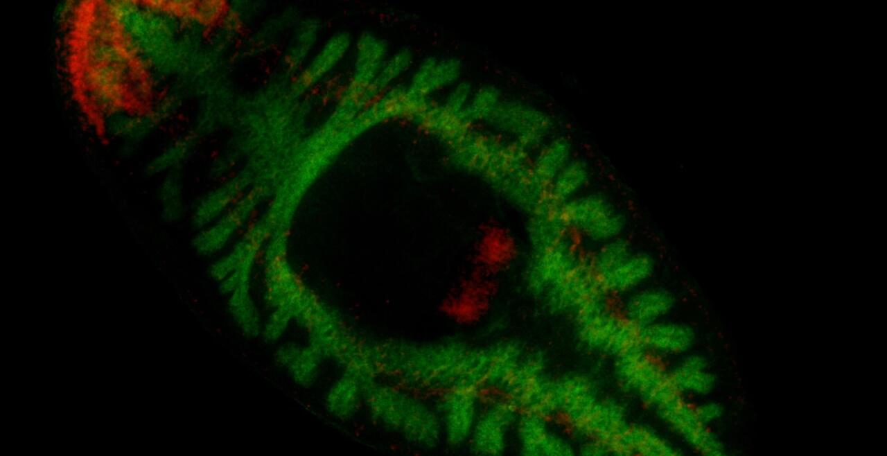 Gene expression in the intestine (green) and nervous system (red)