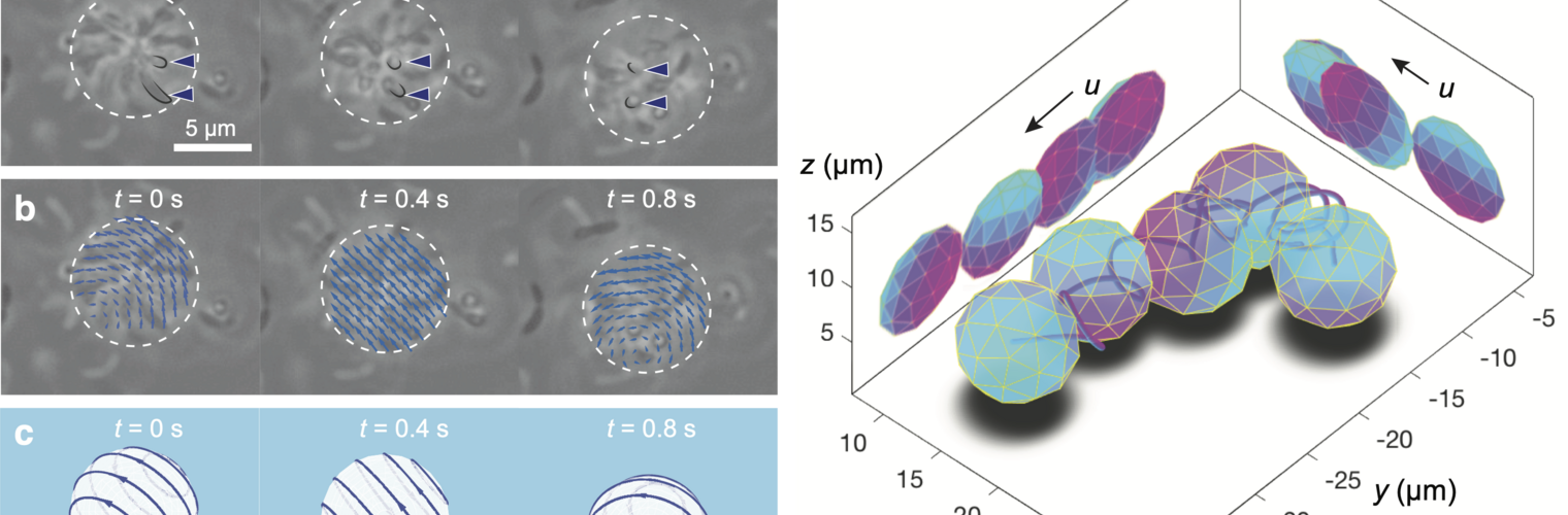 Rolling of a Caulobacter rosette